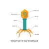 bacteriophage structure.jpg