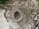 Birds nest_2.JPG