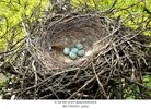 carrion crow nest .jpg