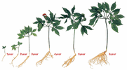 ginseng-plant-years.gif