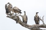 Vultures 2.jpg