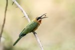 White Fronted Beeeater 1.jpg