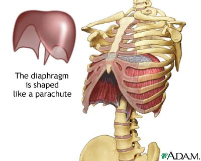 diaphragm.jpg
