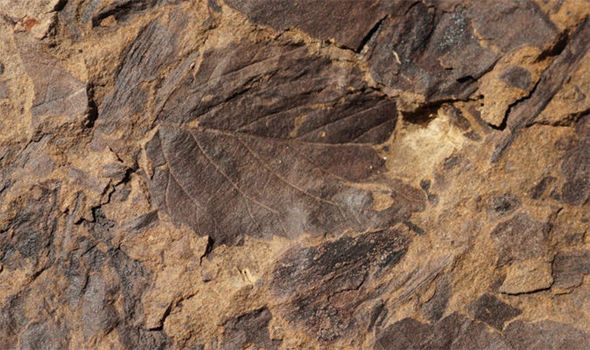fossil1-660371.jpg