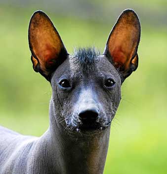 Xolo-dog-bat-like-ears.jpg