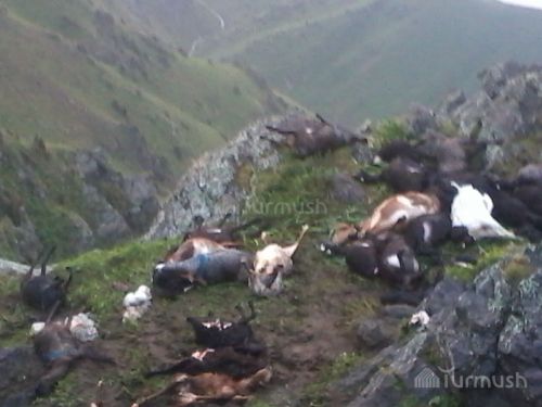 120-sheep-killed-by-lightning-in-Kyrgyzstan-6.jpg