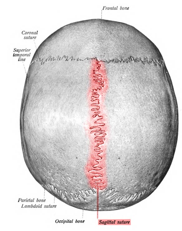 sagittal-suture.jpg