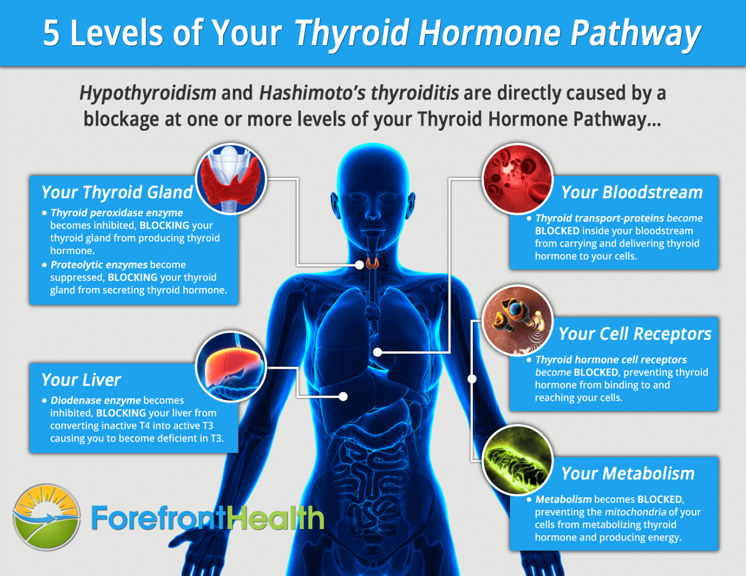 thyroid-hormone-pathway-infographic-768x593@2x.png