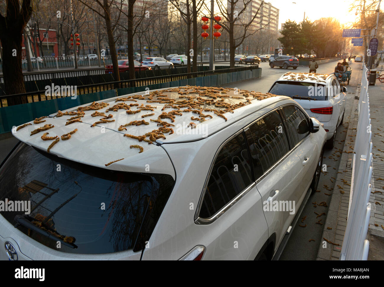 catkins-carpet-a-car-parked-under-trees-in-chaoyang-district-eastern-beijing-china-MA8JAN.jpg
