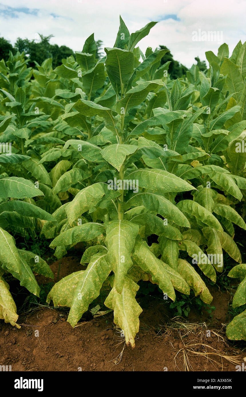 botany-tobacco-nicotiana-nicotiana-rustica-nicotiana-rustica-cultivar-A3X65K.jpg