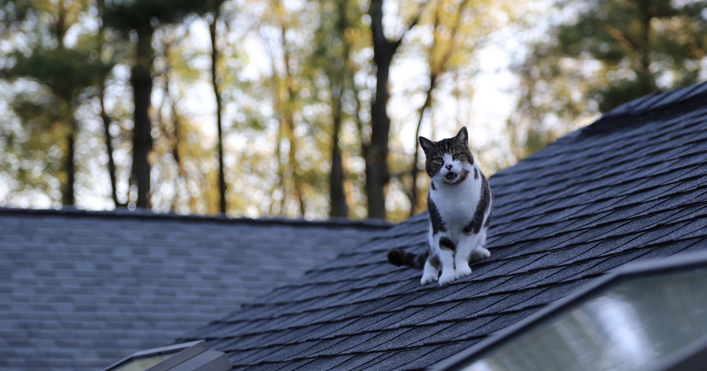 cat-on-roof.jpeg