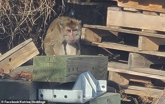 53259953-10438357-Pictured_the_last_of_the_four_monkeys_to_be_captured_after_the_t-m-63_1643095703272.jpg