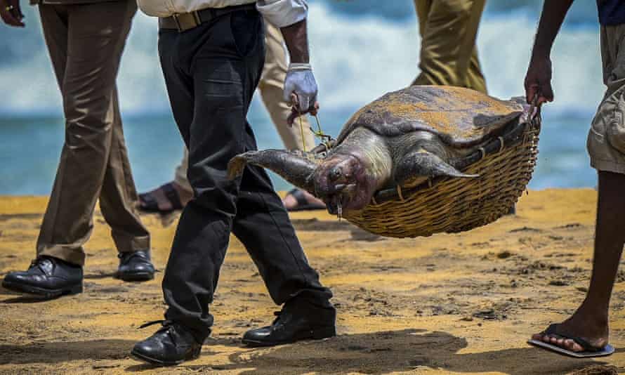 Wildlife officials carry away the carcass of a turtle that was washed ashore at the beach of Angulana, south of Sri Lanka’s capital Colombo on 24 June 2021.