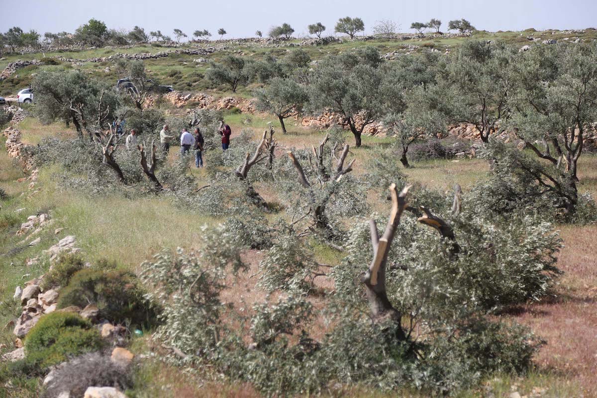 Palestinian farmers inspect the damage to their olive trees that were allegedly was cut down by Israeli settlers. (Issam Rimawi - Anadolu Agency )