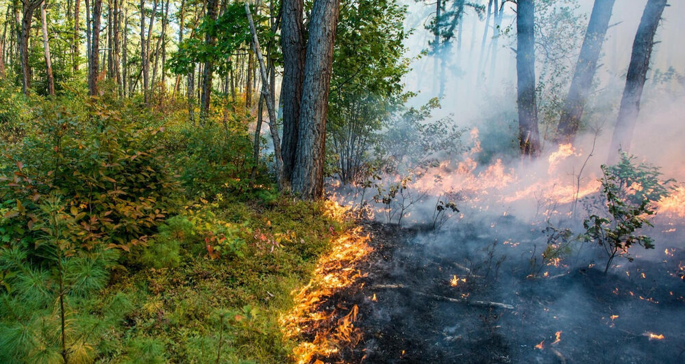 Controlled burns of the forest and savannah allowed Mesolithic Europeans to alter and diversify their environment on a large scale, creating new habitats that fed people and supported more wildlife. Source.