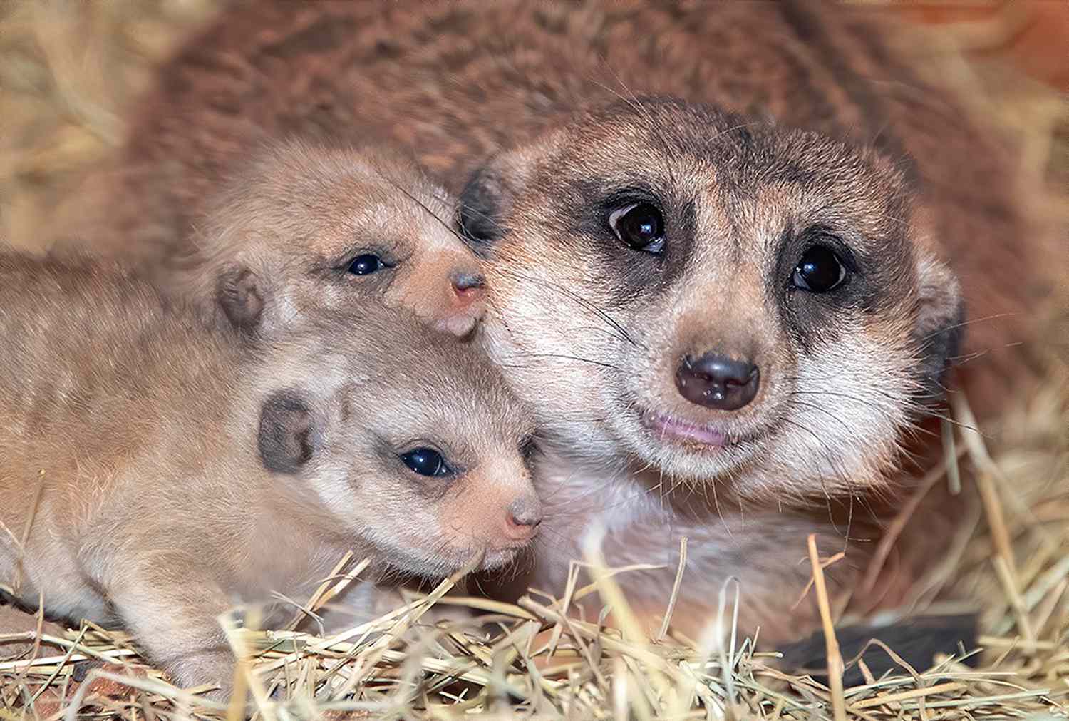 baby meerkats at Zoo Miami