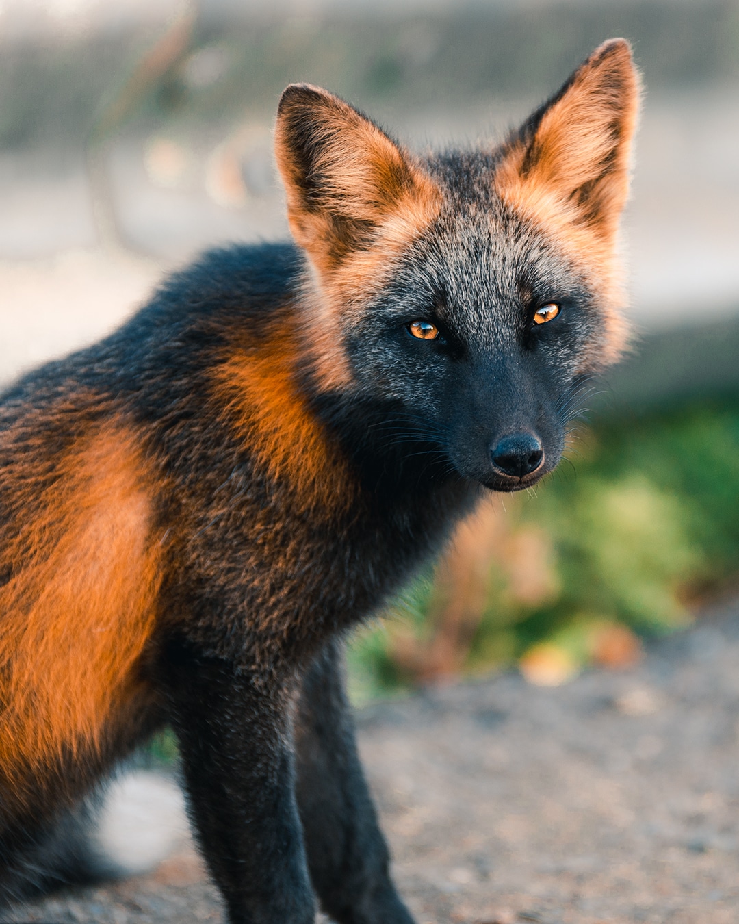 black-orange-fox-sam-gaby-2.jpg
