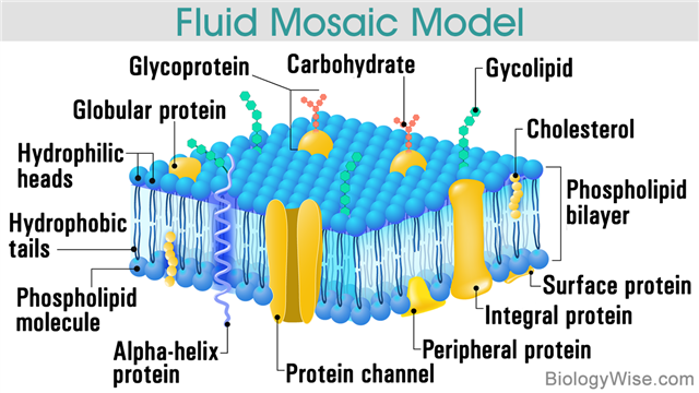 640-834453538-cell-membrane.png