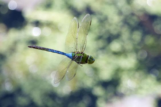 A common green darner dragonfly. The species is found from the northern US states down to Texas, Mexico and Panama. They are also found in the Caribbean, Tahiti, Japan and China (Getty)