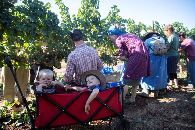 FILE PHOTO: Volunteers of the U.S.-based Christian group HaYovel harvest grapes at a vineyard on the outskirts of Har Bracha settlement in the Israeli-occupied West Bank August 26, 2019. Picture taken on August 26, 2019. REUTERS/ Ronen Zvulun