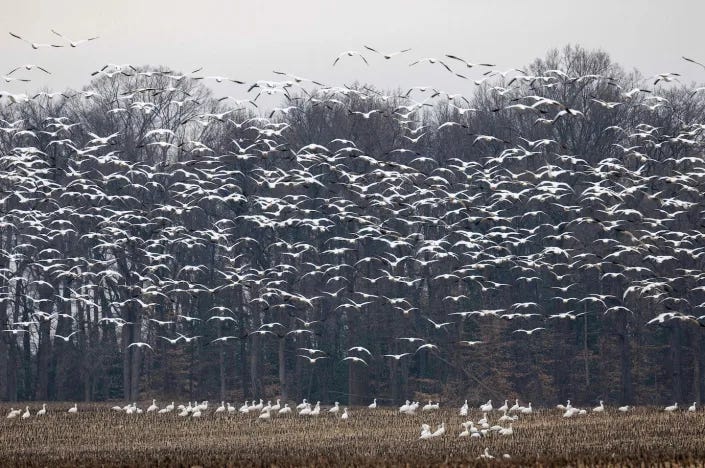 Bird flu is transmitted mainly by wild birds, like these snow geese in Ruthsberg, Md., in January 2023. <a href=https://www.gettyimages.com/detail/news-photo/snow-geese-take-off-from-a-field-in-ruthsburg-maryland-on-news-photo/1246532637 rel=nofollow noopener target=_blank data-ylk=slk:Photo by JIM WATSON/AFP via Getty Images;elm:context_link;itc:0 class=link >Photo by JIM WATSON/AFP via Getty Images</a>