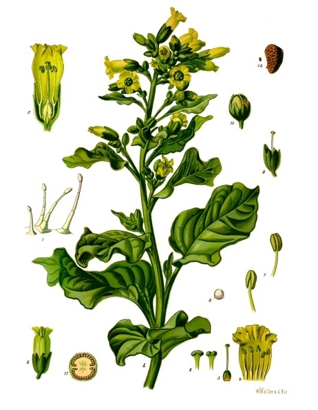 Nicotiana_rustica_-_K%C3%B6hler%E2%80%93s_Medizinal-Pflanzen-226.jpg