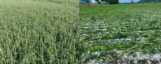 Damaged grain and maize areas in Bavaria after a storm