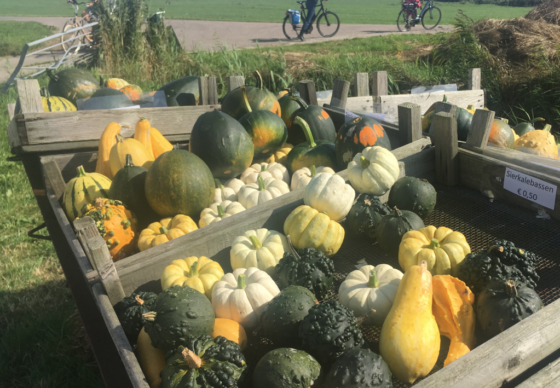 gourds-for-sale-560x388.png